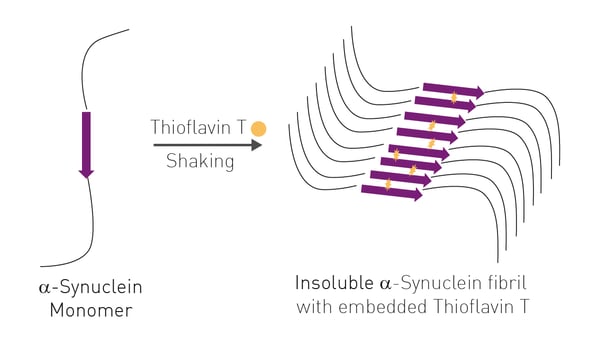 Figure 1: αS monomers slowly aggregate to oligomers and finally β-sheet amyloid fibrils, with simultaneous incorporation of Thioflavin T.