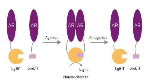 Fig. 1: Assay principle for androgen receptor dimerization assay using NanoBit technology.