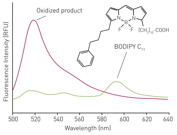 Fig. 1: Lipid peroxidation assay principle. Bodipy C11 changes emission maxima upon oxidation through oxidated lipids.