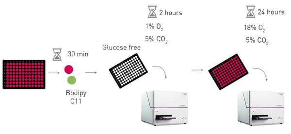 Fig. 2: Experimental procedure