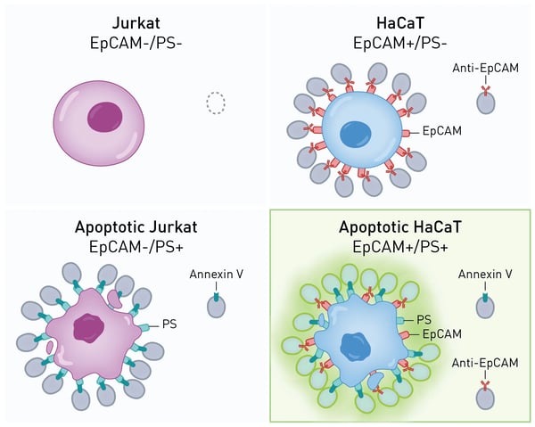 Fig. 1: Assay Principle of the EpCAM+ and Phosphytidylserine+ biocytometry kit.