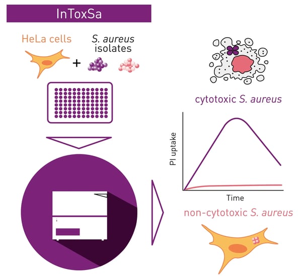 Fig. 1: Hela cells are infected with S.aureus isolates and HeLa cell death is determined by propidum iodide uptake over time.