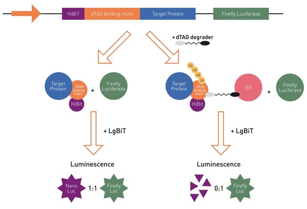 Fig. 1: Assay Principle of the dTAG protein degradation assay.
