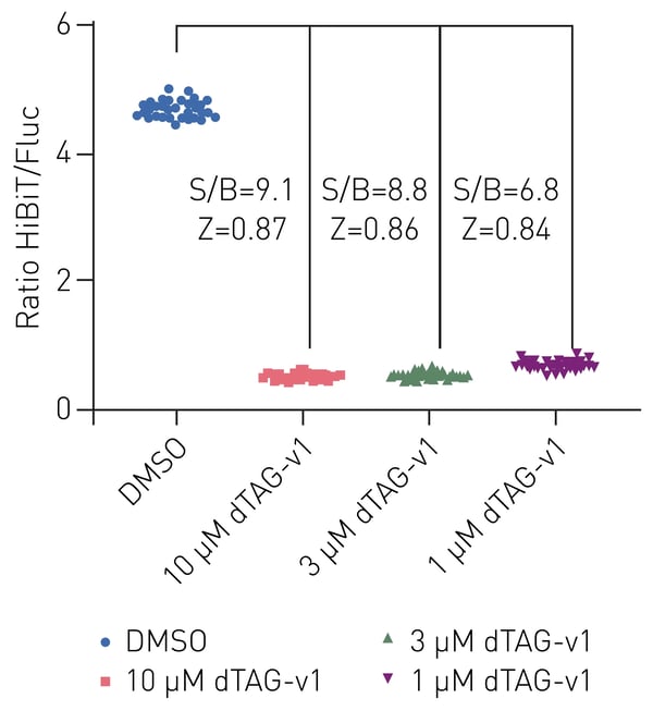 Fig. 3: Evaluation of dTAG-v1: 1 to 10 µM dTAG-v1 were applied to HEK cells stably expressing HiBiT-fusion protein with 32 replicates. Cells treated with DMSO served as blank control samples. Signal to blank (S/B) values of dTAG-v1 HiBiT signals, as well as Z prime values were calculated to evaluate data stability. 