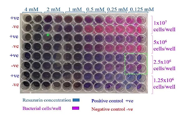Fig. 2: Prelimenary resazurin assay to determine optimal conditions for the high-throughput screen.