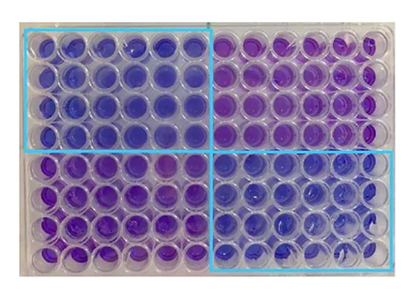 Fig. 3: Z’ assay for the validation of the resazurin assay for HTS of novel antibiotics. Positive control contained 158 µg/mL  streptomycin (highlighted in blue) while negative control only contained S. aureus without a cytot