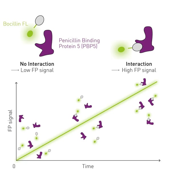Fig. 1: Kinetic BOCILLIN FL fluorescence polarization assay