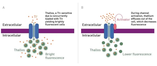 Fig. 1: Thallium Flux Snapshot Assay Principle