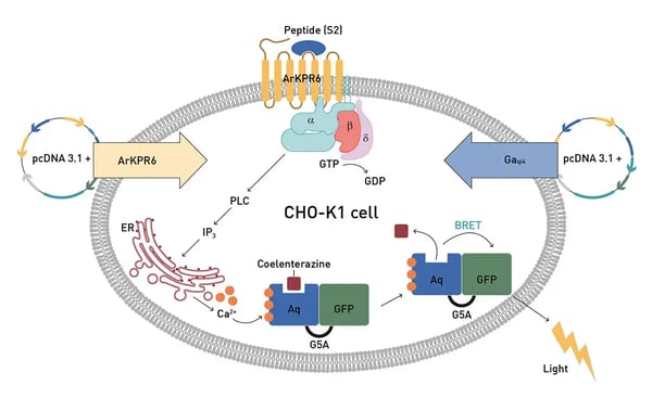 Fig. 1: Assay for deorphanisation of G-protein coupled receptors. Adapted from (8, 9); Image created with BioRender.com
