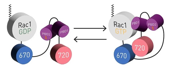 Fig. 1: NIR FRET Rac1 biosensor assay principle.