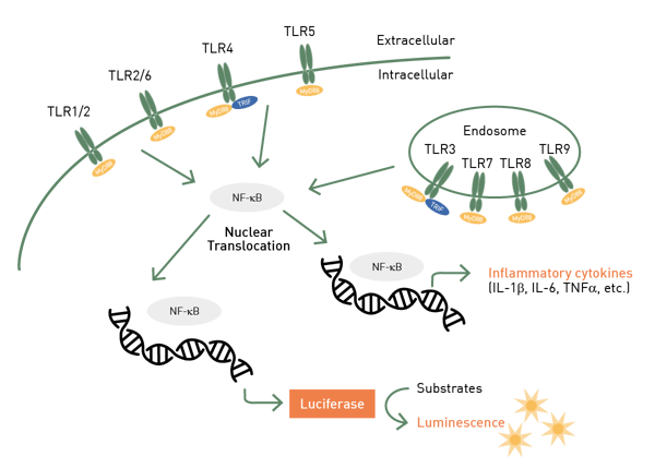 Fig. 1: Assay Principle of the LumiMAT assay. Pyrogens activate the NF-κB signaling of cells that leads to the expression of the reporter luciferase. The expressed luciferase produces a luminescent signal upon addition of substrate.