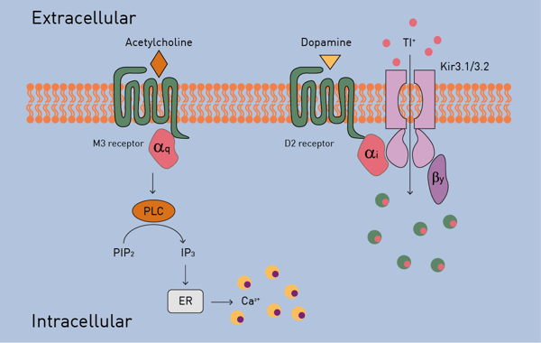 Fig. 1:  Gq/Gi-GIRK Signal Multiplexing Assay Principle. Cells expressing M3 receptor, D2 receptor and GIRK subunits (Kir3.1/3.2) are subsequently loaded with Thallos AM (green) and Fluo-Gold AM (yellow). Kinetic ﬂuorescent signals of the Thallos AM and Fluo-Gold AM response can be measured simultaneously on a microplate reader. 