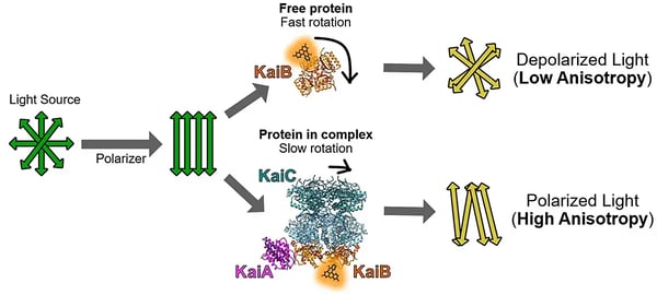 Fig. 1: Assay principle for monitoring circadian clock proteins by fl uorescence polarization. The fi gure shows how fl uorescently labeled KaiB impacts fl uorescence polarization as the labeled KaiB (daytime) shifts to bound KaiB (nighttime).2
