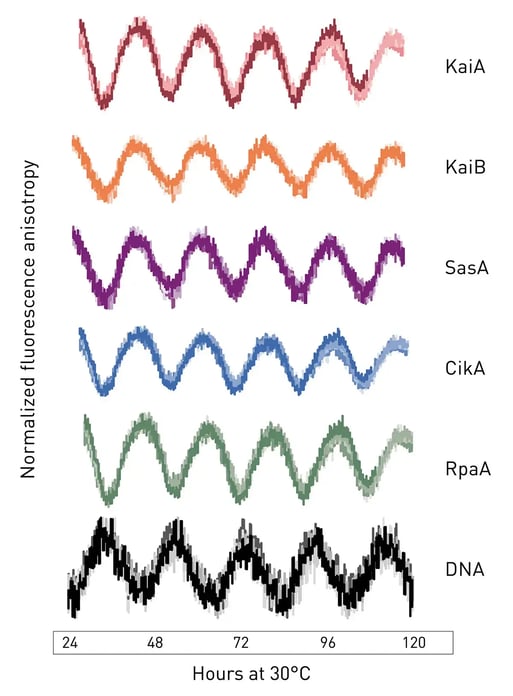 Hours at 30°C Fig. 2: Normalized ﬂ uorescence anisotropy of reconstituted circadian clock system.