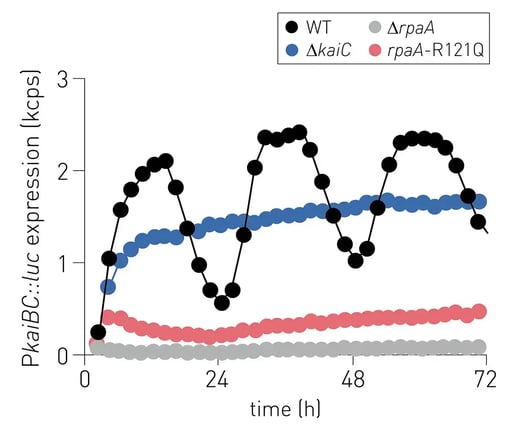 Fig. 3: Defect in DNA binding for RpaA-R121Q mutant.