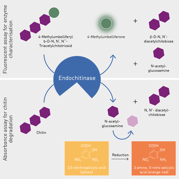 Fig. 1:  Assay principle.
