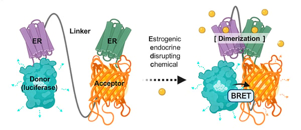 Fig. 1: Schematic drawing for the nanoBRET-activation mechanism of ERDDB (adapted from 3)