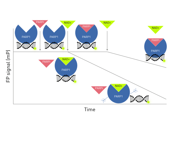 Fig. 1:  PARPi association assay (adapted from Stojanovic et al. 2)