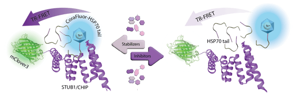 Fig. 1: TR-FRET competitive binding assay  for the STUB1/CHIP–HSP70 interaction.  CoraFluor1–Tb–labeled HSP70 C-terminal tail (donor) binds the mClover3-tagged STUB1/CHIP TPR domain (acceptor), bringing ﬂuorophores into proximity and generating a TR-FRET signal. Addition of unlabeled HSP70-tail competitor displaces the labeled tracer from STUB1/CHIP, increasing donor–acceptor distance and reducing TR-FRET. Stabilizers shift the equilibrium toward the bound complex (↑TR-FRET), whereas inhibitors favor dissociation  (↓TR-FRET).  