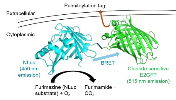 Fig. 1: Schematic depicting the Glorider assay system. Protein structures were downloaded from RCSB PDB (7SNW and 4KW4).