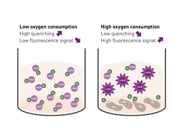 Fig. 1: Assay Principle. High residual oxygen levels due to low oxygen consumption quenches the fluorescence signal of the Mito-rOCR reagent. As oxygen is consumed, the quenching effect diminishes and the fluorescence signal increases.