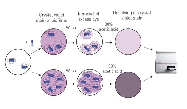 Fig. 6: Assay principle for antibacterial screen using crystal violet stain of biofilms.