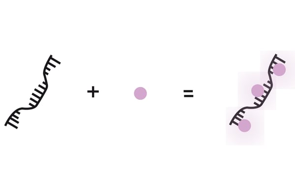 Fig. 3: The RNA Qubit dye alone has negligible ﬂuorescence; however, when combined with RNA in solution it can intercalate with the RNA and ﬂuoresce.