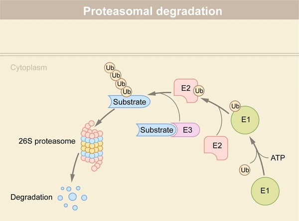 Fig.1: The ubiquitin-proteasome pathway. Adapted from 6.