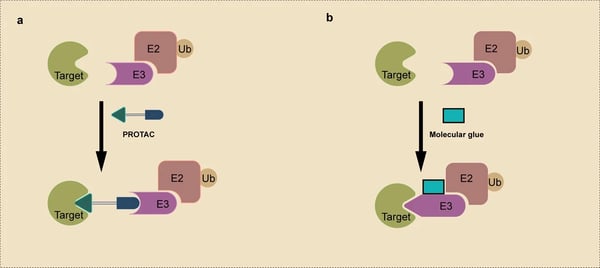 Fig.2: Schematic showing function of molecular glue and PROTAC proteolysis targeting chimeras. (a) PROTACs simultaneously bind to the protein of interest and the E3 ubiquitin ligase. (b) Molecular glues induce an interaction between a protein of interest and an E3 ubiquitin ligase via binding to the E3 ubiquitin ligase, as shown, or the protein of interest. In both cases the target proteins are poly-ubiquitinated and degraded. 6 