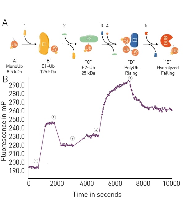 Fig. 8: UbiReal assay principle