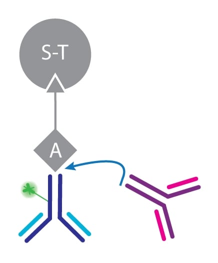Fig.4: Principle of competitive assay.
