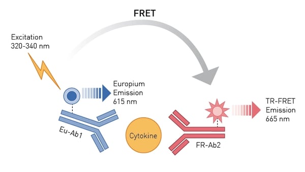 Fig.6: Principle of THUNDER TR-FRET Cytokine Assay.
