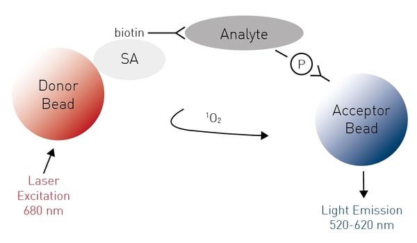 Fig. 9: Principle of AlphaScreen SureFire Phospho-ERK1/2 assay.