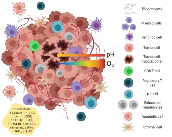 Fig. 5: Components of the tumor microenvironment.