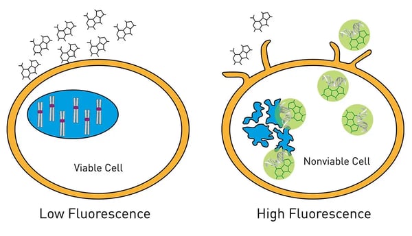 Fig. 10: The CellToxTM Green Cytotoxicity Assay Principle.