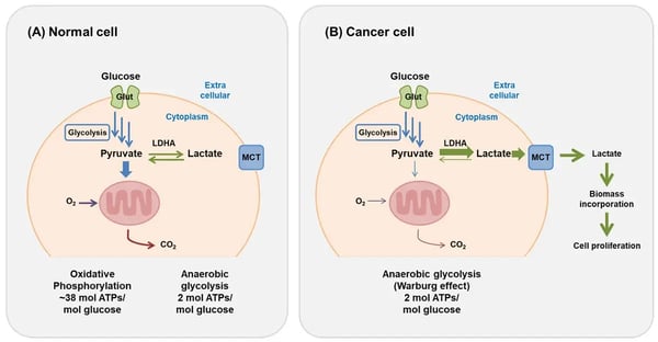 Fig.4: The Warburg Effect. Differences in glycolysis pathways between normal cells and cancer cells.