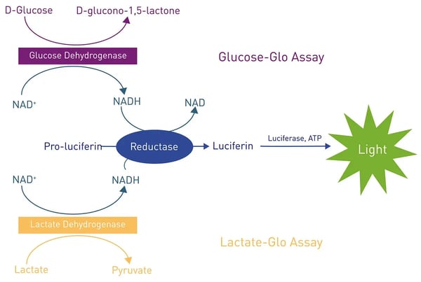  Fig.7: Assay principle of the lactate and glucose assay.