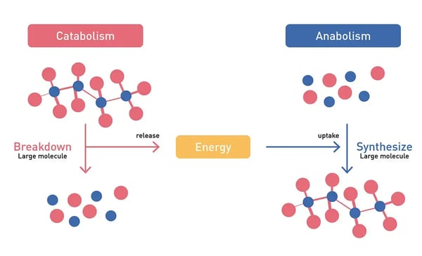 Fig. 1: Catabolic and anabolic reactions.