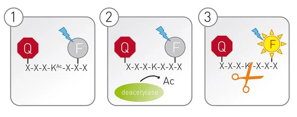 Fig.3:  Schematic illustration of the lysine deacetylase assay principle.