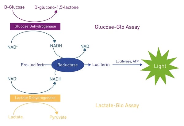 Fig.6: Assay principle of the Lactate and Glucose-Glo assays.