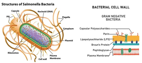 Fig.2: Structure of Salmonella typhimurium, a rod-shaped Gram-negative bacterium and cross-section of cell wall. 