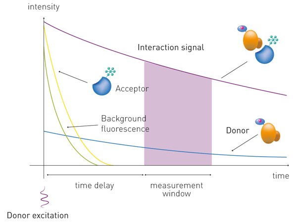 Fig. 3: schematic representation of the emitted signal in TR-FRET. The excitation pulse is immediately followed by a time delay, allowing interfering short-lived fluorescence (derived from compounds, proteins, medium) to decay. The interaction signal is then measured for a specific time window.