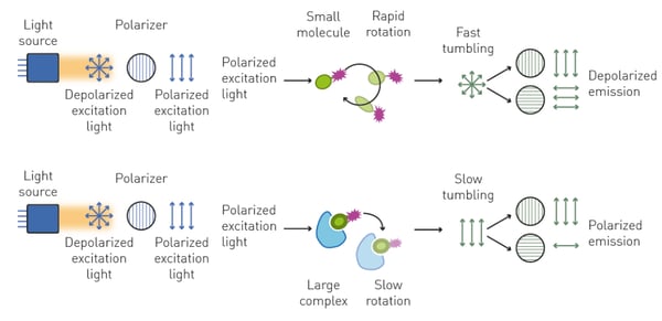 Fig. 4: Polarized excitation light is depolarized by rapidly rotating small molecules bound to a fluorophore. Larger complexes rotate slower and hence emit prevalently polarised light.