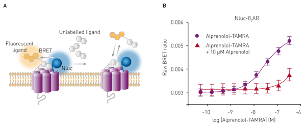Fig. 5: Principle of BRET measurements to study ligand binding.