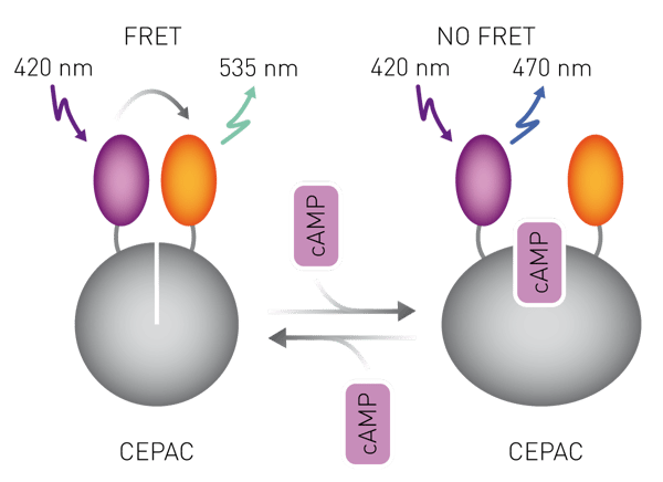 Fig. 3: The FRET-based cAMP sensor CEPAC: The cAMP sensor CEPAC displays FRET (ﬂuorescence resonance energy transfer) from the blue (mCerulean) to the yellow (mCitrine) ﬂuorophore. Upon cAMP binding FRET is measurably diminished.