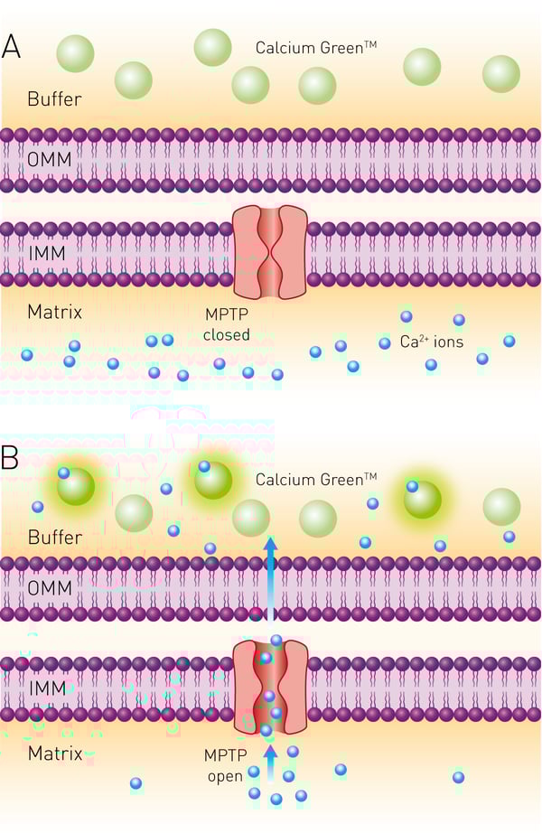 Fig. 1: Principle of calcium retention assay.