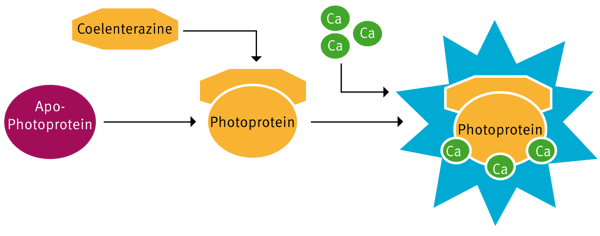 Fig. 3: Mechanism of the i-Photina reaction to measure Ca2+ signaling.