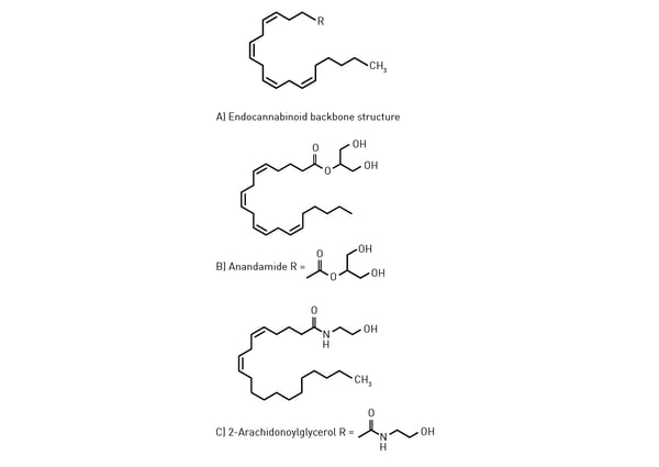 Fig.1: Endocannabinoid 19C backbone structure and examples of specific R-group constituents.
