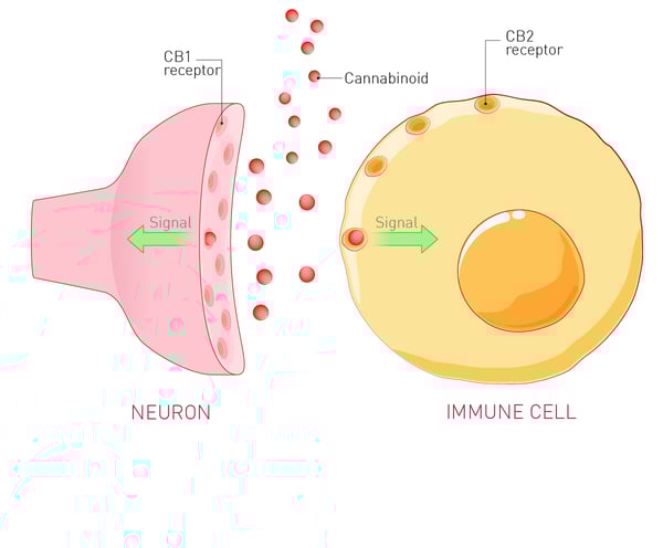 Fig.2: CB1 and CB2 GPCR receptors in neurons and immune cells.