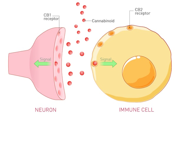 Fig.2: CB1 and CB2 GPCR receptors in neurons and immune cells.